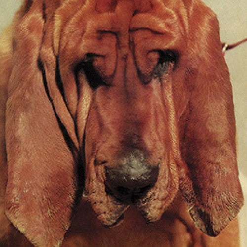 Segall, Ty: Goodbye Bread { Vinyl LP }