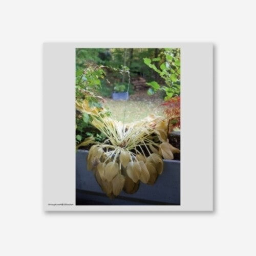 Hyukoh: Through Love { Vinyl LP }