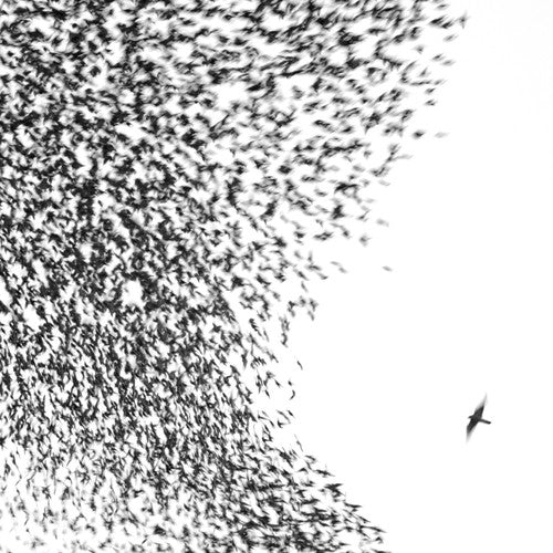 Wilco: Sky Blue Sky { Vinyl LP }