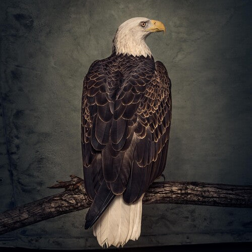 Clutch: Book Of Bad Decisions { Vinyl LP }